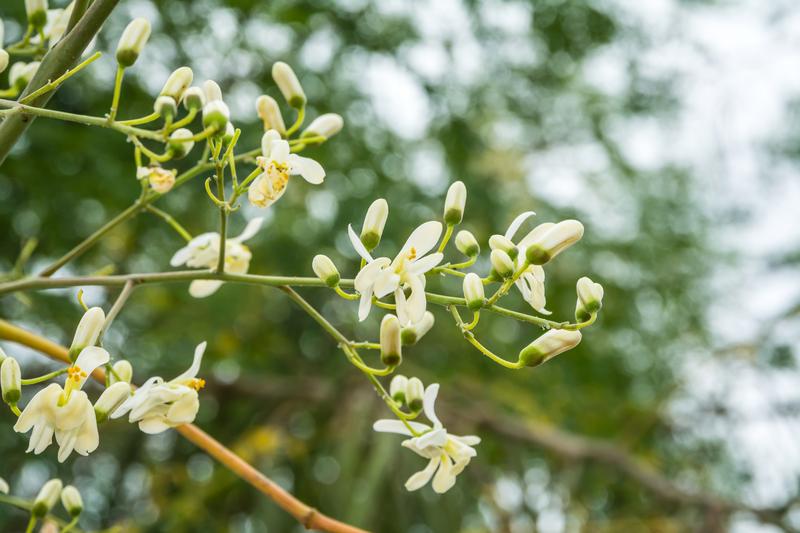 Moringa