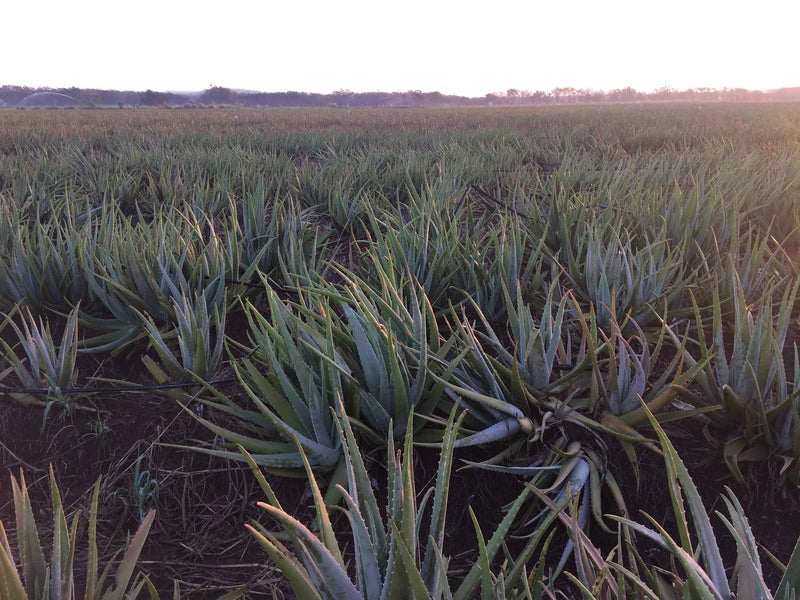 Aloe Vera