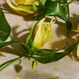 Eau de Parfum Full Ylang Ylang