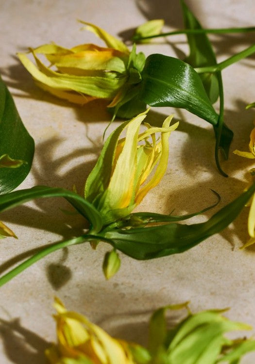 Eau de Parfum Full Ylang Ylang