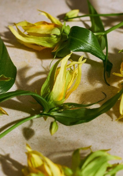 Eau de Parfum Full Ylang Ylang