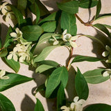 Eau de Parfum Full Orange Blossom